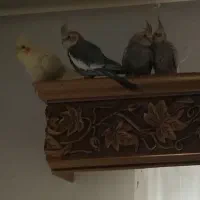 عروس هلندی های رام و دستی آموز