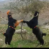 بره کهره بز میش