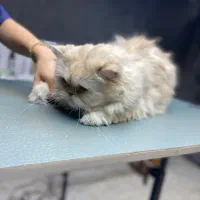 اصلاح و شست و شوی گربه