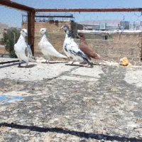 4 کفتر شهری بهبونی پلاکی