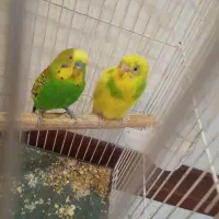 یک جفت مرغ عشق جوون
