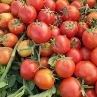 فروش انواع بذر گوجه فرنگی