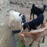 بزغاله چاق مخصوص کشتار و داشت