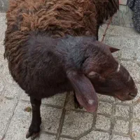 قصاب ماهر درب منزل