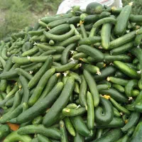 گوجه‌بوته‌ای‌تابستانه‌رسید‌تازه‌چین‌هرکی‌فله‌داده‌