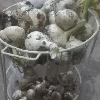 موسیر|خدمات باغبانی و درختکاری|سراب, |دیوار