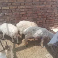 بره نر