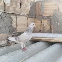 زرد ماده زنبور قهره هودی