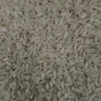 برنج محلی اصل