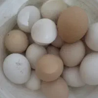 تخم مرغ محلی