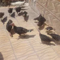 جوجه بوقلمون