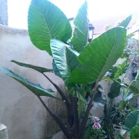 گل کده پرنده بهشتی