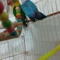 طوطی کوتوله برزیلی