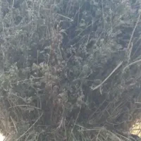 یونجه ۳۰۰بسته دستی