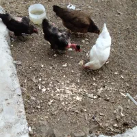 چهار عدد مرغ تخم گذار  محلی همراه با جوجه
