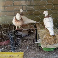 کبوتر طوقی