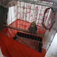 قفس پرنده