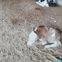 یک گاو و گوساله خوب