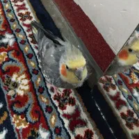 عروس هلندی نر