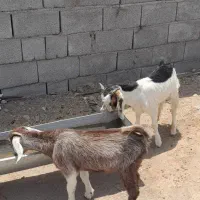 کهره