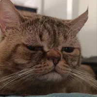 گربه بالغ
