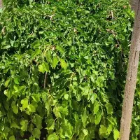 باغ-شهری-سیاخ-دارنگون-ملکی-با-انشعاب-آب-فعال