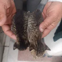 دو عدد گربه رایگان