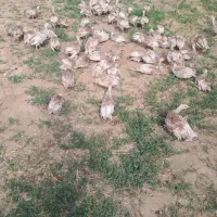 جوجه بوقلمون محلی
