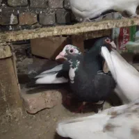 کبوتر پلنگ سیاه