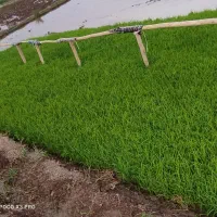 چلتوک علی کاضمی
