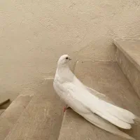 کبوتر پشتداردرجه یک