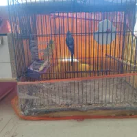 مرغ عشق با قفس