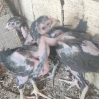 سه تا جوجه خروس لاری