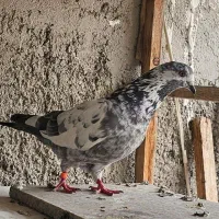 کبوتر|پرنده|دماوند, گیلاوند|دیوار