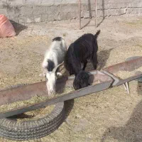 بز جوان