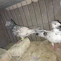 کفتر