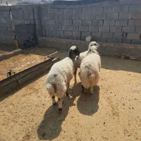 بره.پروار