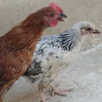 مزرعه|حیوانات مزرعه|ایوان, |دیوار