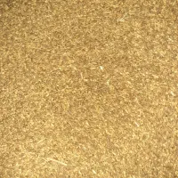 گندم رقم آفتاب