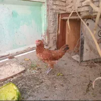 فروش مرغ  گلین سرخ