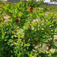 زمین-باغ-باغچه-شریف-آباد