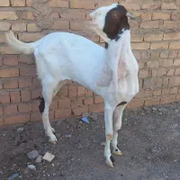 بز جوان یکسال خوشکل جنس دار