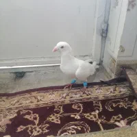 کوت عبدلله