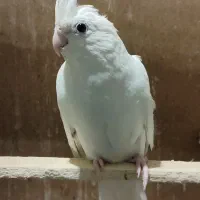 عروس هلندی  و مرغ عشق