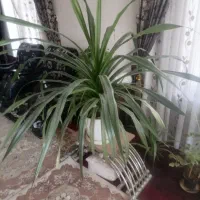 گل پانداتوس بزرگ