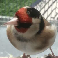 سهره طوق دار