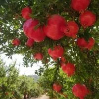 فروش زمین زراعی باغی
