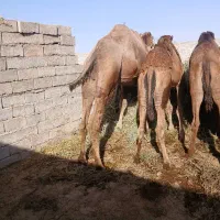 شتر داشتی وکشتاری