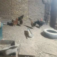 چهار عدد مرغ با یه خروس