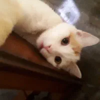 واگذاری گربه